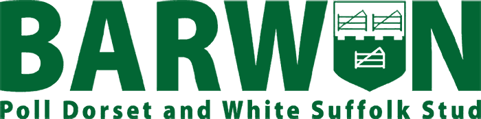 Barwon Poll Dorsets - Windana