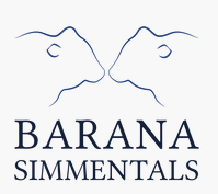 Barana Simmentals