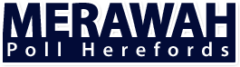 MERAWAH POLL HEREFORD STUD “Merawah”