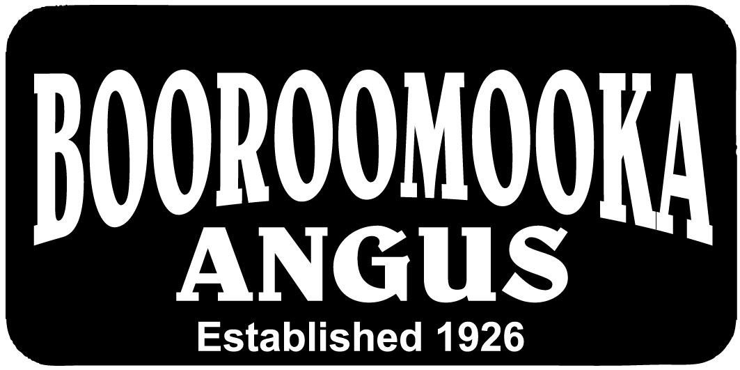 Booroomooka Angus - 'Keera'