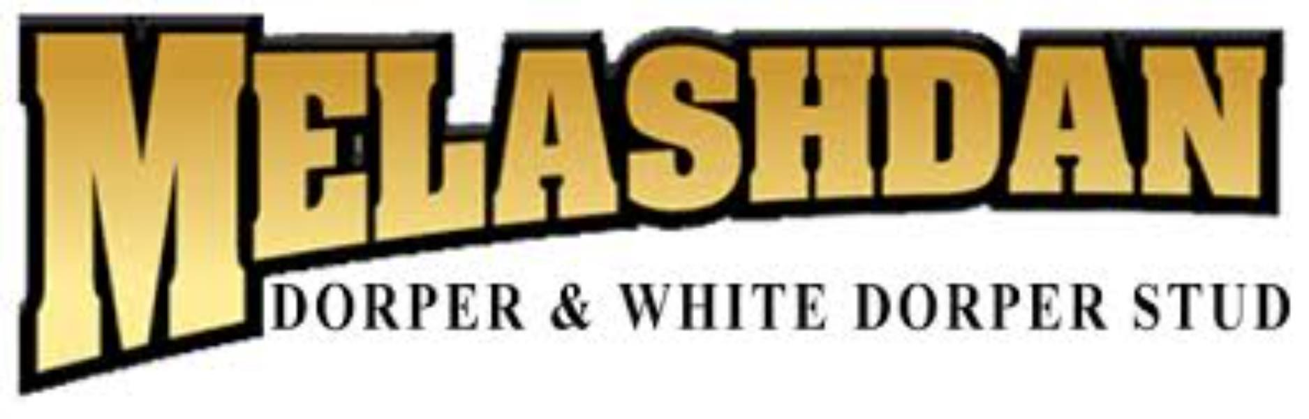 MELASHDAN Dorper & White Dorper Stud