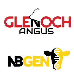 Glenoch Angus - "Glenoch"
