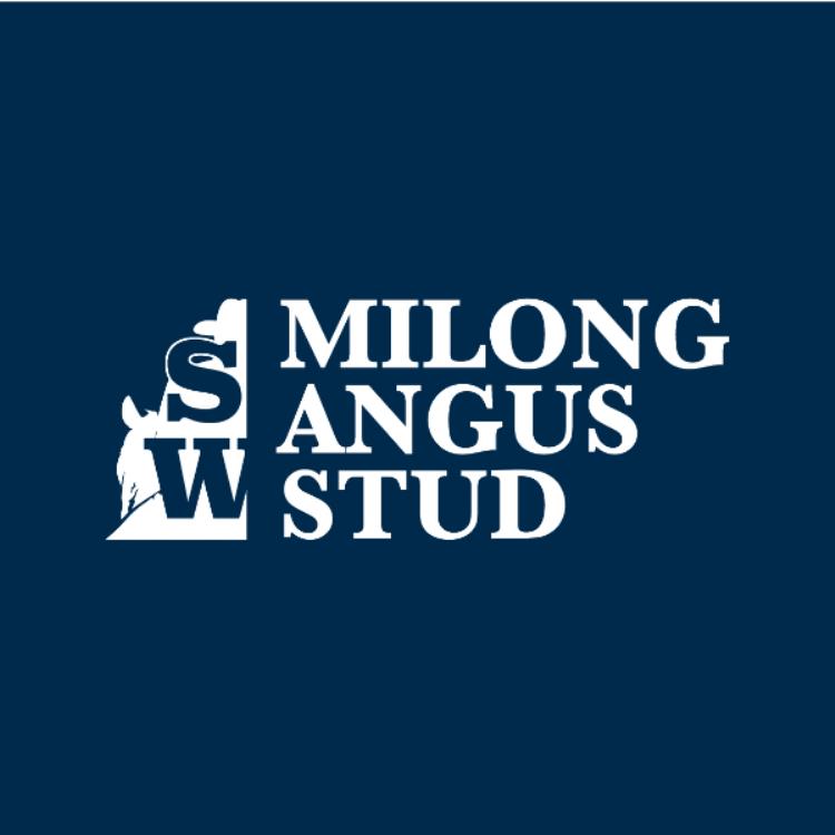 Milong Angus Stud